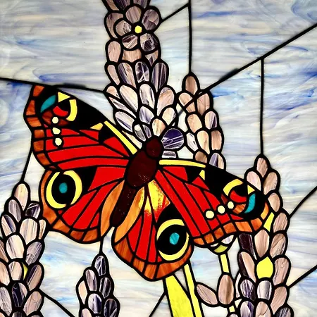 Boogie Papillon 11 *